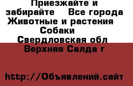 Приезжайте и забирайте. - Все города Животные и растения » Собаки   . Свердловская обл.,Верхняя Салда г.